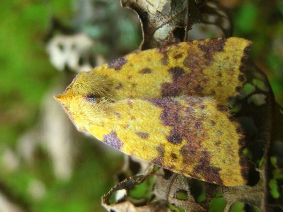 Is dit een wilgengouduil?